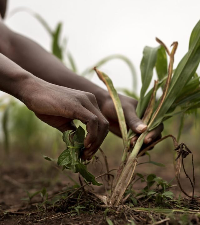 close-up-hands-holding-plants